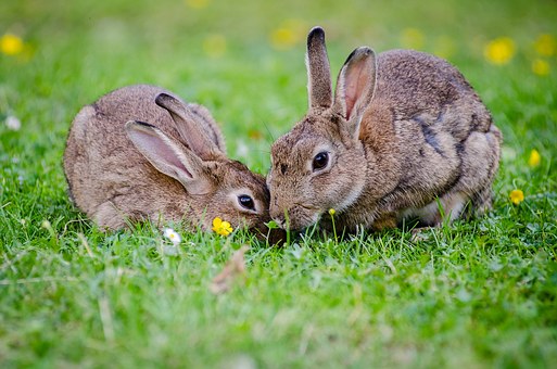 photo of 2 bunnies