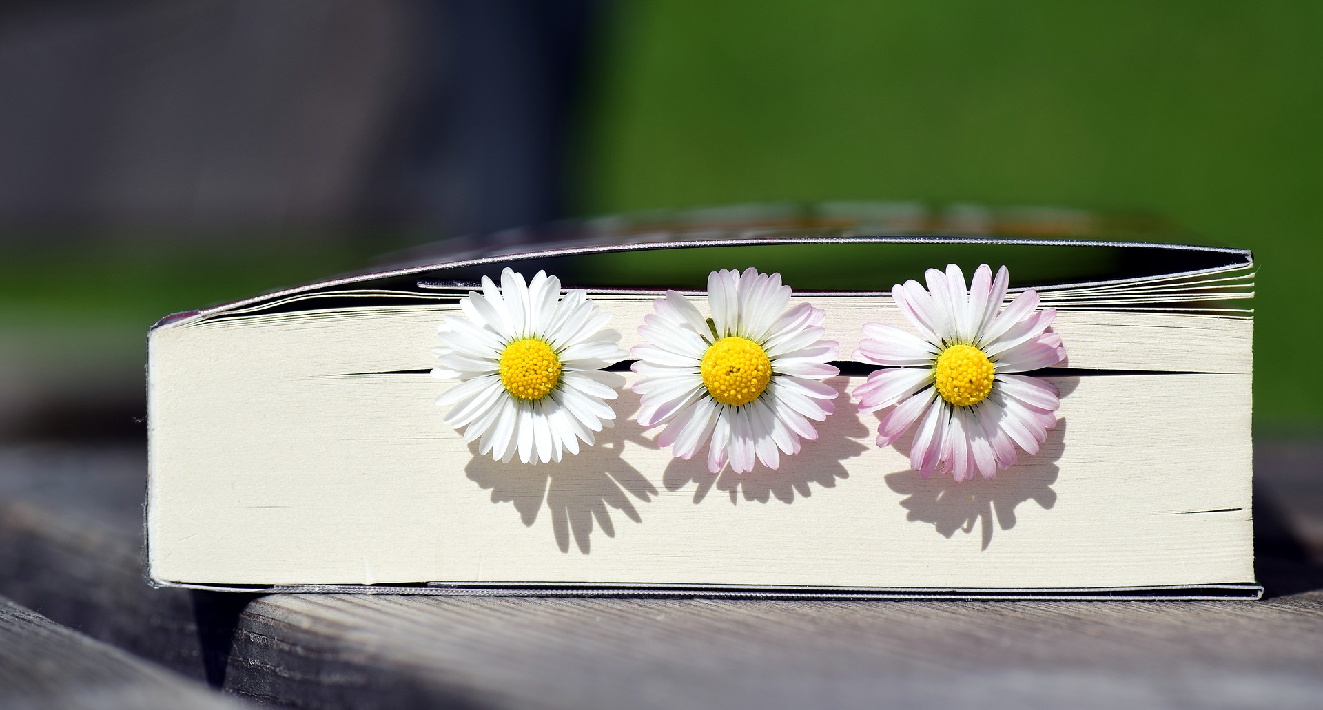 Photo of book with three daisies in it.