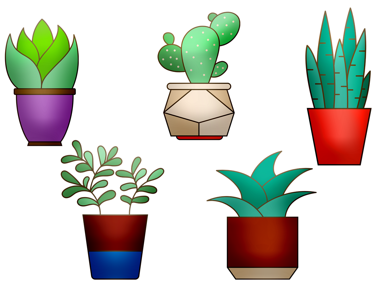 picture of a variety of  houseplants