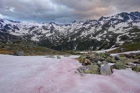 Image for Have You Ever Heard of Watermelon Snow?