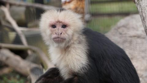 Monkey