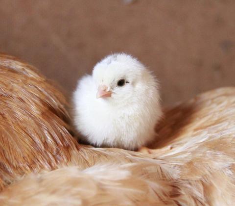chick