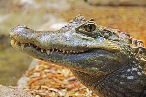 Closeup photo of an alligator