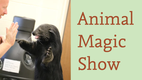 animal magic