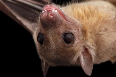 fruit bat