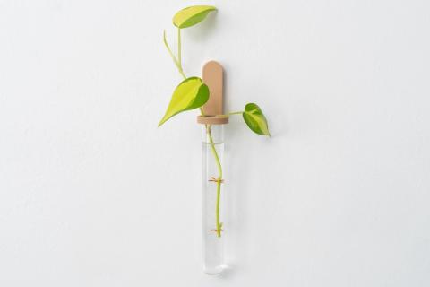 Pothos Plant 