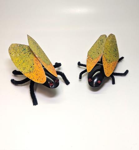 Cicada Craft