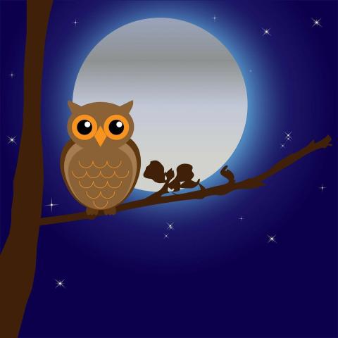 Nocturnal animals at night