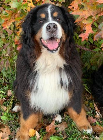 A photo of a Bernese mountain dog is shown
