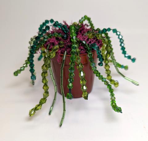green beaded plant in a small pot with red moss