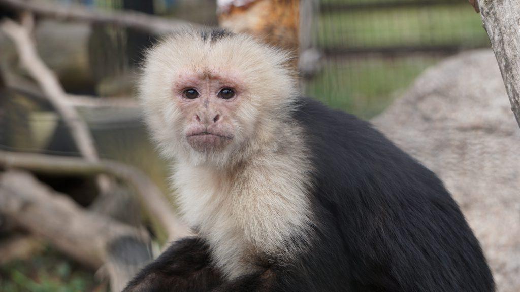 Monkey
