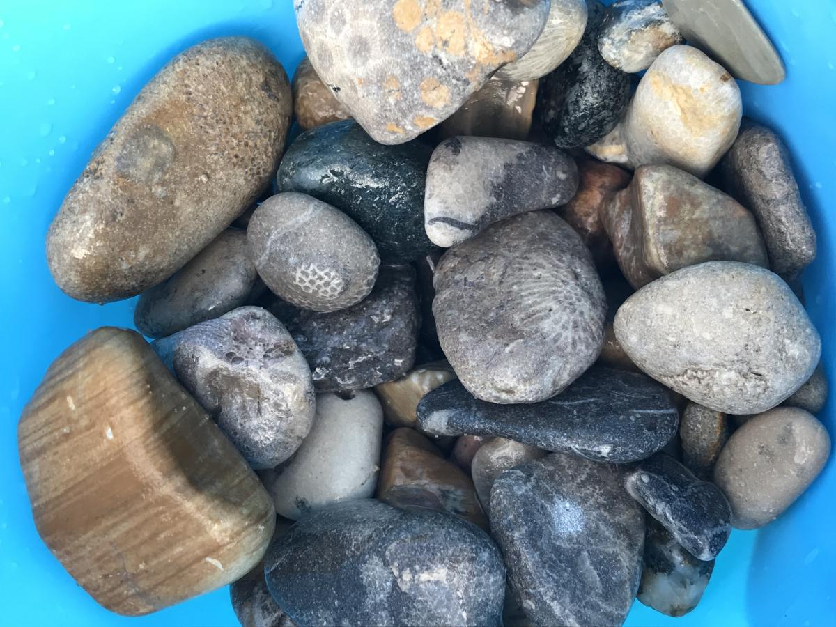 Collection of Michigan rocks and fossils