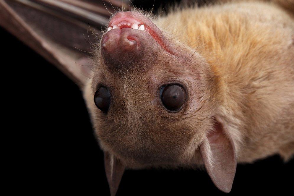 fruit bat
