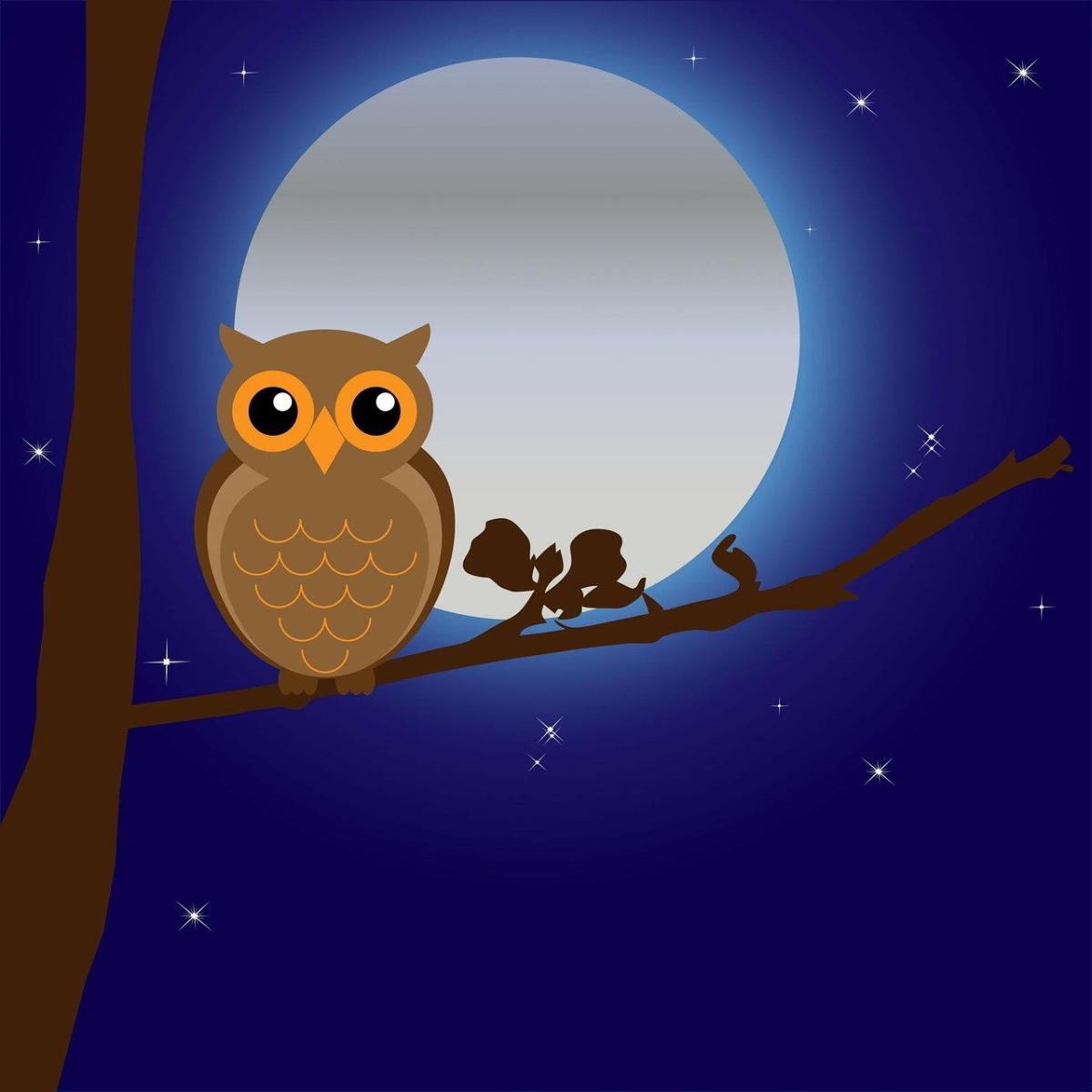 Nocturnal animals at night